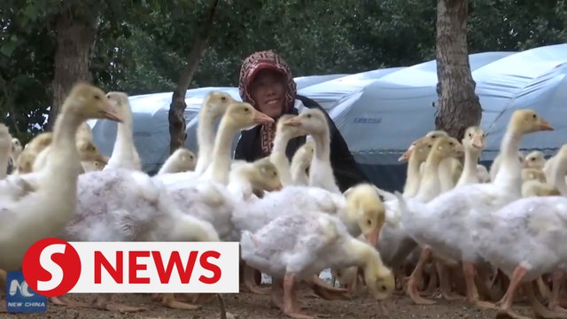 Geese rearing brings glee to farmers in north China