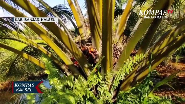 Polemik Lahan Plasma Sawit Terbengkalai, Warga Tidak Diperbolehkan Memanen oleh Pemilik Lahan