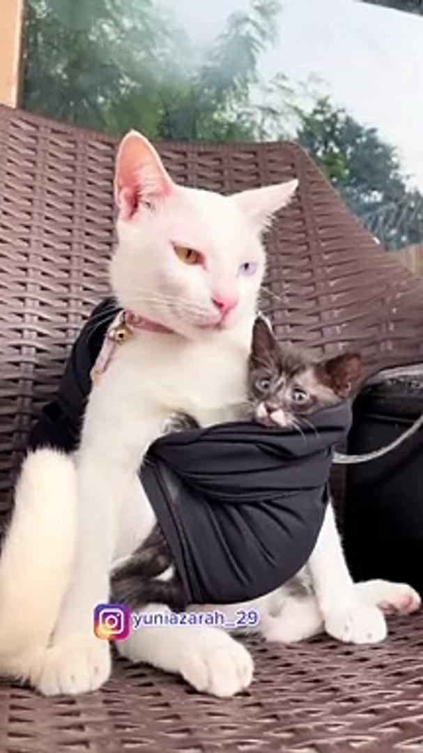 ⁣FUNNY CATS, cats lovers