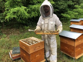Le miel d'acacia plébiscité pour sa texture et sa saveur douce et délicate