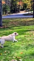 Funny Animals fails Shorts_ Funny Animals videos