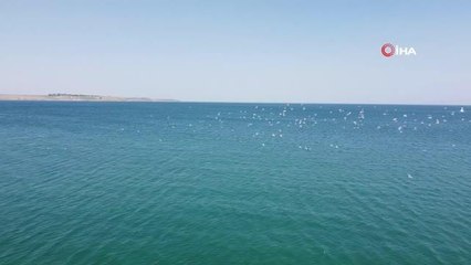 Martıların Van Gölü üzerindeki dansı mest etti