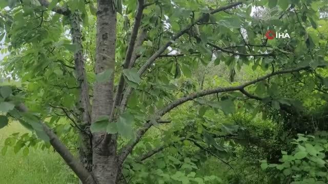 Mahalleye dadanan ayılar vatandaşları korkuttu: Evlerimizden çıkamıyoruz