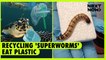 Recycling 'superworms' eat plastic | NEXT NOW