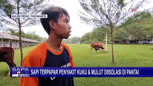 Laguna Pantai Glagah jadi Lokasi Isolasi Sapi yang Terinfeksi PMK Agar Tak Menularkan Ternak Lain