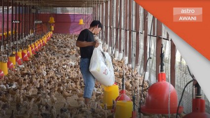 Makanan Ternakan | Fi permit makanan ternakan ditangguhkan