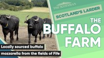 Scotland's Larder: Fresh Buffalo Mozzarella from The Buffalo Farm