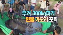 [세상만사] 캄보디아 메콩강에서 세계 최대 민물고기 잡혔다 / YTN