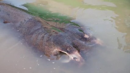 Encuentran en Camboya un ejemplar de manta raya de 300 kilos de peso