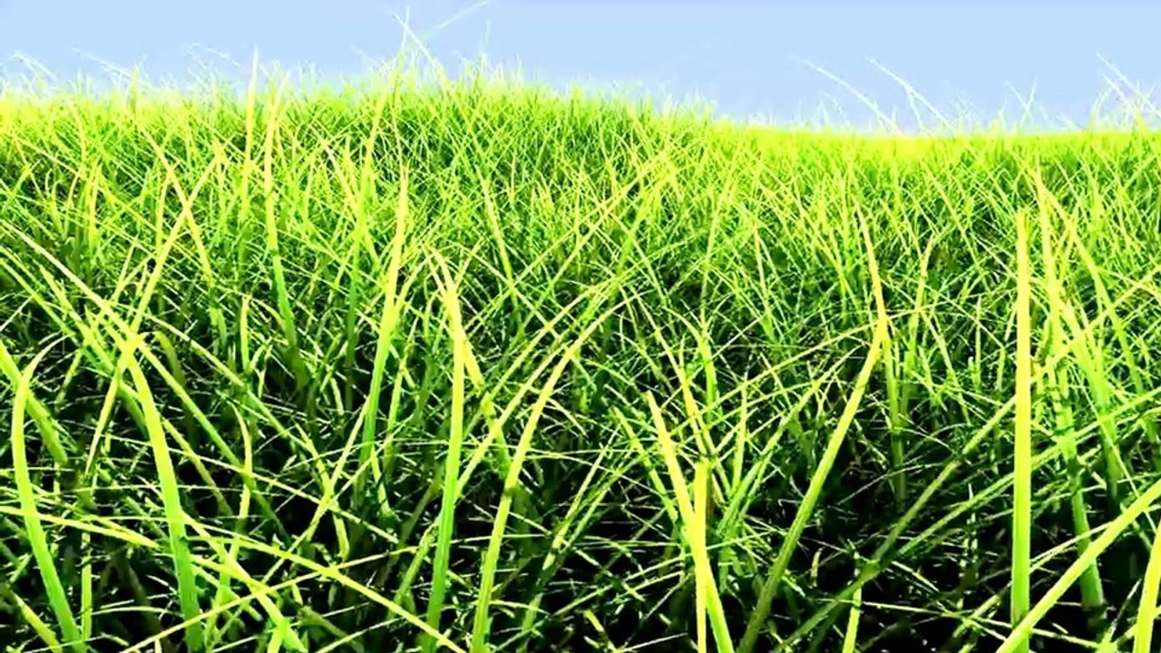 NVIDIA GameWorks - Tech-Demo: realistische Gras-Animation