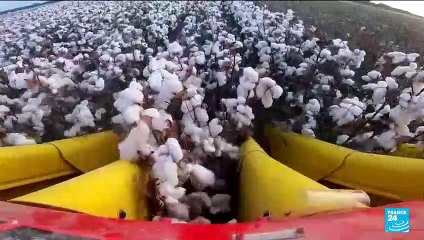 US ban on cotton from China's Xinjiang region takes effect