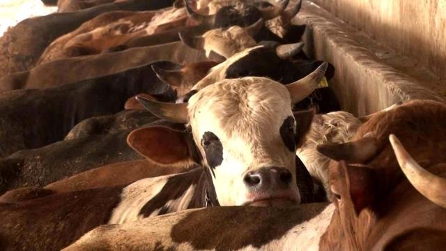 Hayvan üreticisinden kurbanlık alacak vatandaşlara uyarı: Vatandaşlar ellerini çabuk tutsunlar