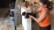 Boston Terrier Swims in Air While Owner Holds Them in Front of Fan