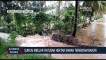 Sungai Meluap, Ratusan Hektar Sawah Terendam Banjir