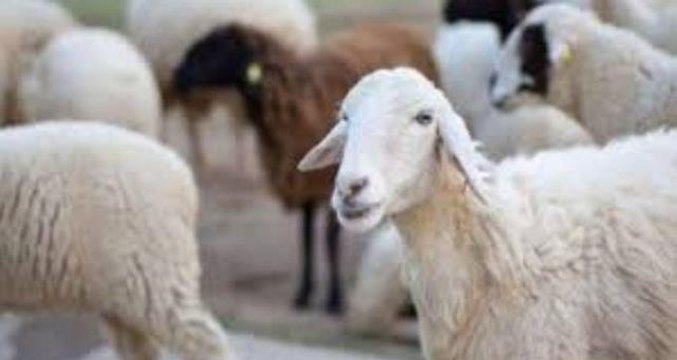 Bayram tatili 9 gün olacak mı? Kurban Bayramı tatili kaç gün olacak?