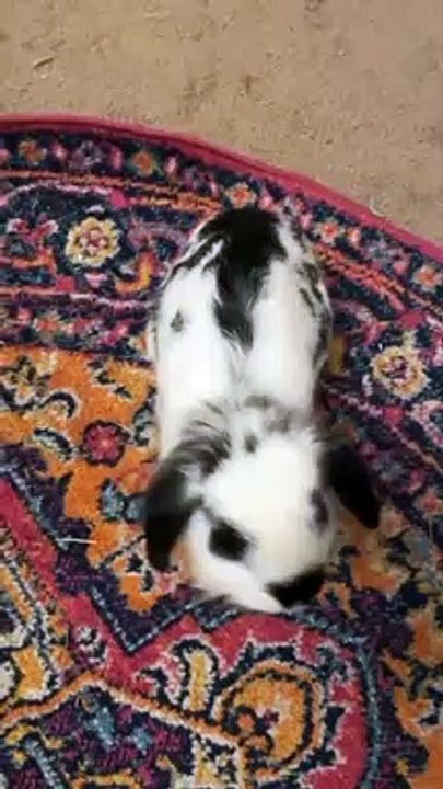 TRY NOT TO LAUGH IMPOSSIBLE Funny bunny pets reactions #rabbitcompilation #cutebunny #funnyrabbits