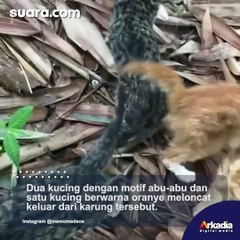 Diduga Dibuang, 3 Anak Kucing Ditemukan di Dalam Karung Tuai Kecaman Publik: Tega Banget