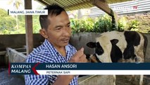Peternak di Kota Malang Berharap Hewan Ternak Segera Divaksin PMK