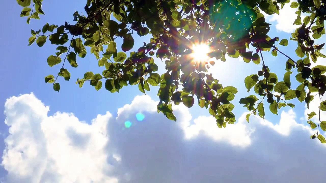 Suara alam hutan dengan musik yang menenangkan Rekaman alam yang menenangkan Keindahan alam