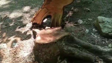 Artvin'de Hes İçin Kesilen Ceviz Ağaçları, Kesildikten Sonra Damgalandı