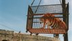 GALA VIDEO - Tigres retirés de Fort Boyard : cette astuce imaginée par la production