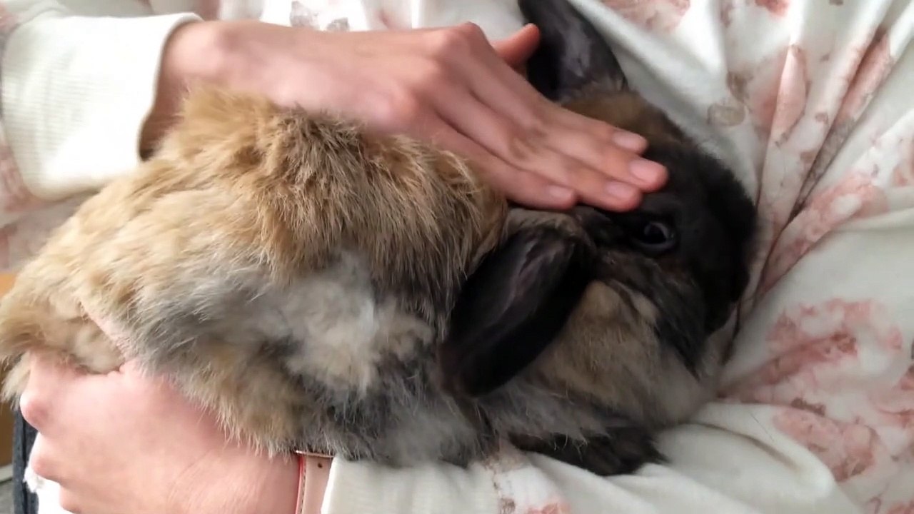 3 Ways To Pet Your Bunny (And 1 Way Not To)