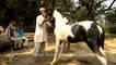 Horses for sale at Sonepur Cattle Fair in Bihar