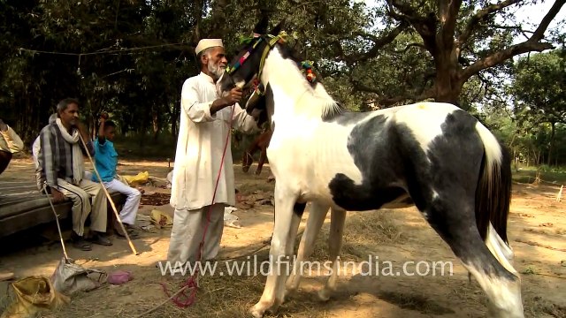 Horses for sale at Sonepur Cattle Fair in Bihar