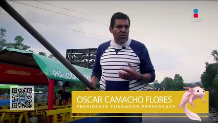 Ajolotes en Xochimilco se resisten a la extinción en medio de heces fecales y basura