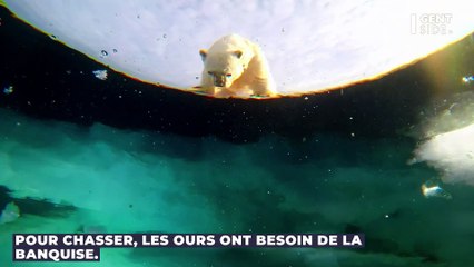 Un groupe d'ours découvert au Groenland après des siècles d'isolation