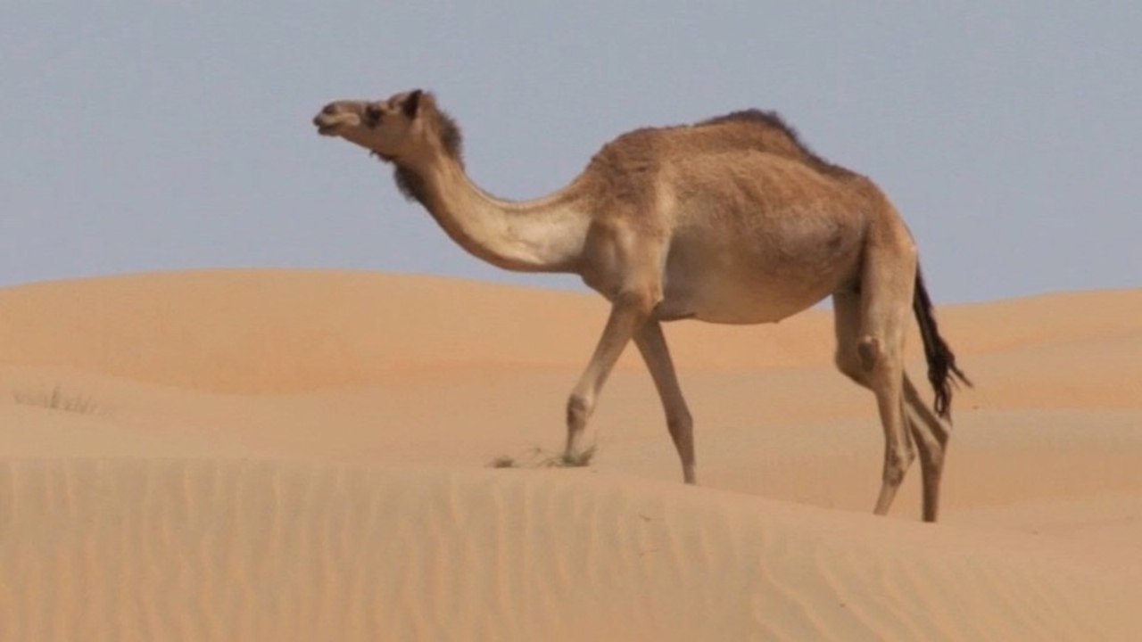 Fast & Furious 7 - Videospecial Abu Dhabi