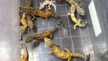Tropik hayvan kaçakçılarına operasyon: 62 gözaltı
