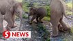 Elephant calf hurt by trap was in agony for days, says Sabah minister