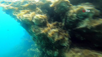 Van Gölü’ndeki yeni tür balıkla ilgili şaşırtan gelişme