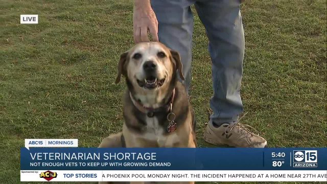 Veterinarian shortage leaving clinics busy, pet owners waiting