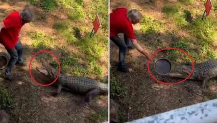 Bir an bile geri adım atmadı! "Kral Kai" lakaplı şahıs, timsah saldırısından tavası sayesinde kurtuldu