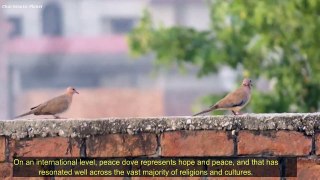 Dove Symbolism & Meaning