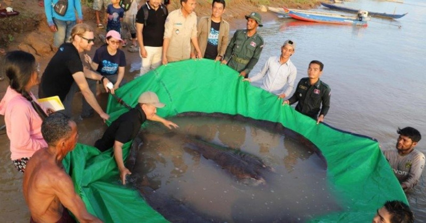 Cambodge : il pêche une raie de 300 kg, le plus gros poisson d'eau douce jamais enregistré