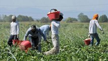 Girifalco (CZ) - Contrasto al caporalato, 13 arresti (21.06.22)