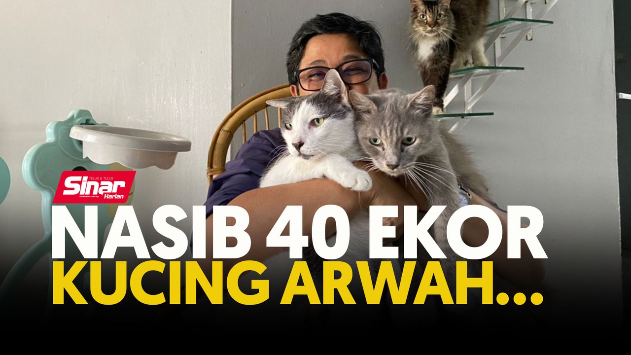 Nasib 40 ekor kucing arwah...
