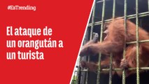 Orangután ataca a un turista que quería grabar un video para TikTok