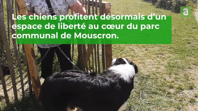 Une zone de liberté pour chiens à Mouscron
