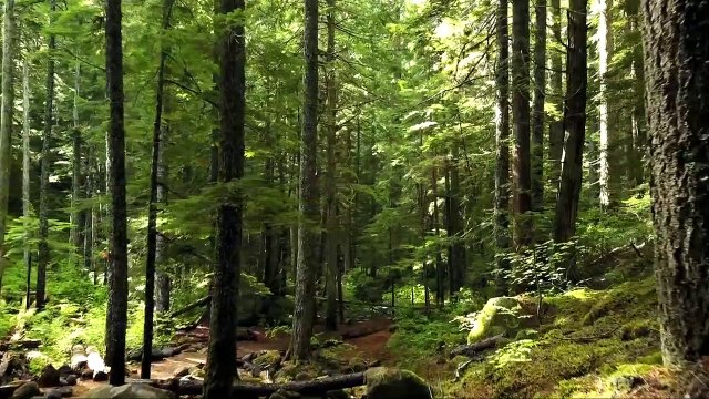 Forest Videos with Ambient and Calm Music - No Copyright Videos - Nature Videos - FreeCinematics
