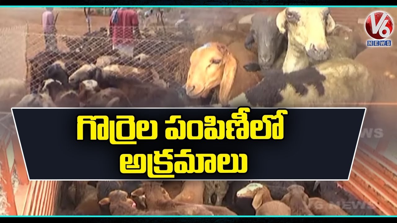 Irregularities In Sheep Distribution Scheme _ Narayanpet _ V6 News