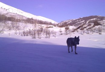 Bingöl'de yaban hayatı fotokapanlara yansıdı