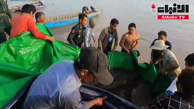 كمبودي استخرج من نهر الميكونغ سمكة تزن 300 كيلوغرام