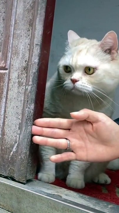 رد فعل القطه خطف قلبي  | The cat's reaction stole my heart