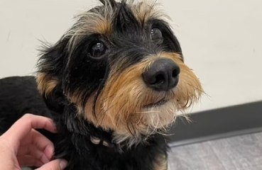 Lili Reinhart's pet pooch battles 'salmonella poisoning'