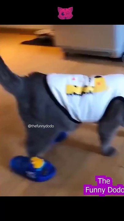 Funniest animal video ever 2022 #shorts #animals #cat #funnyanimals #dog