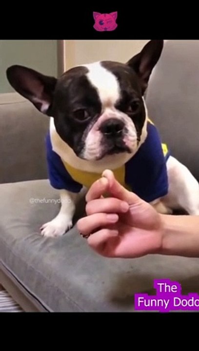 Funniest animal video ever 2022 #shorts #animals #cat #funnyanimals #dog